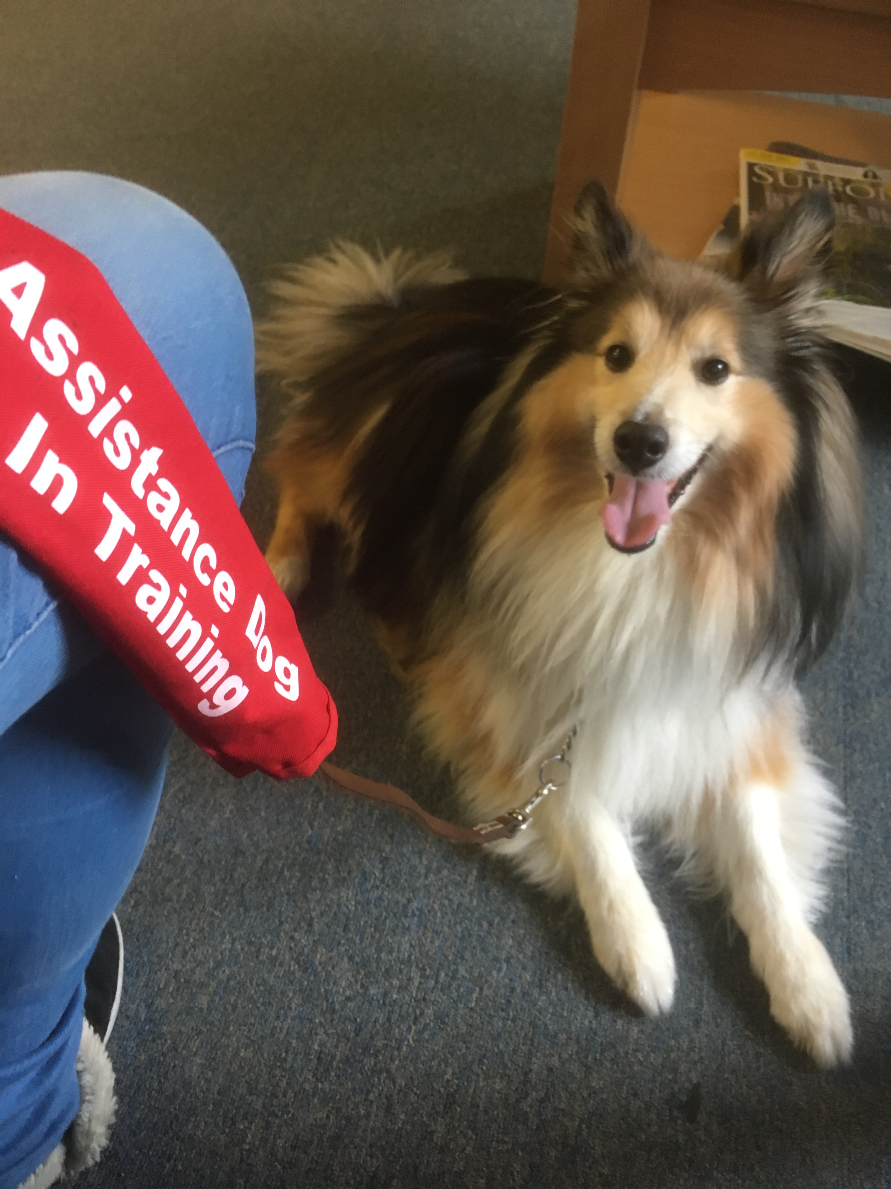 Assistance Dogs in Training Tale of Tails