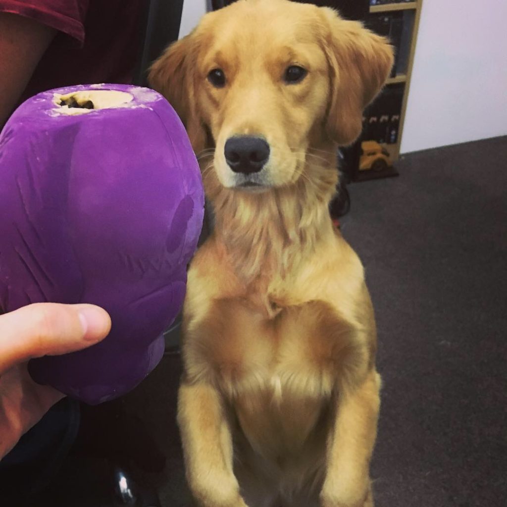 A golden retriever sits up on her hind legs in a "sit pretty"/"beg" position, her black eyes focusing on a purple stuffed Kong toy being held in the foreground