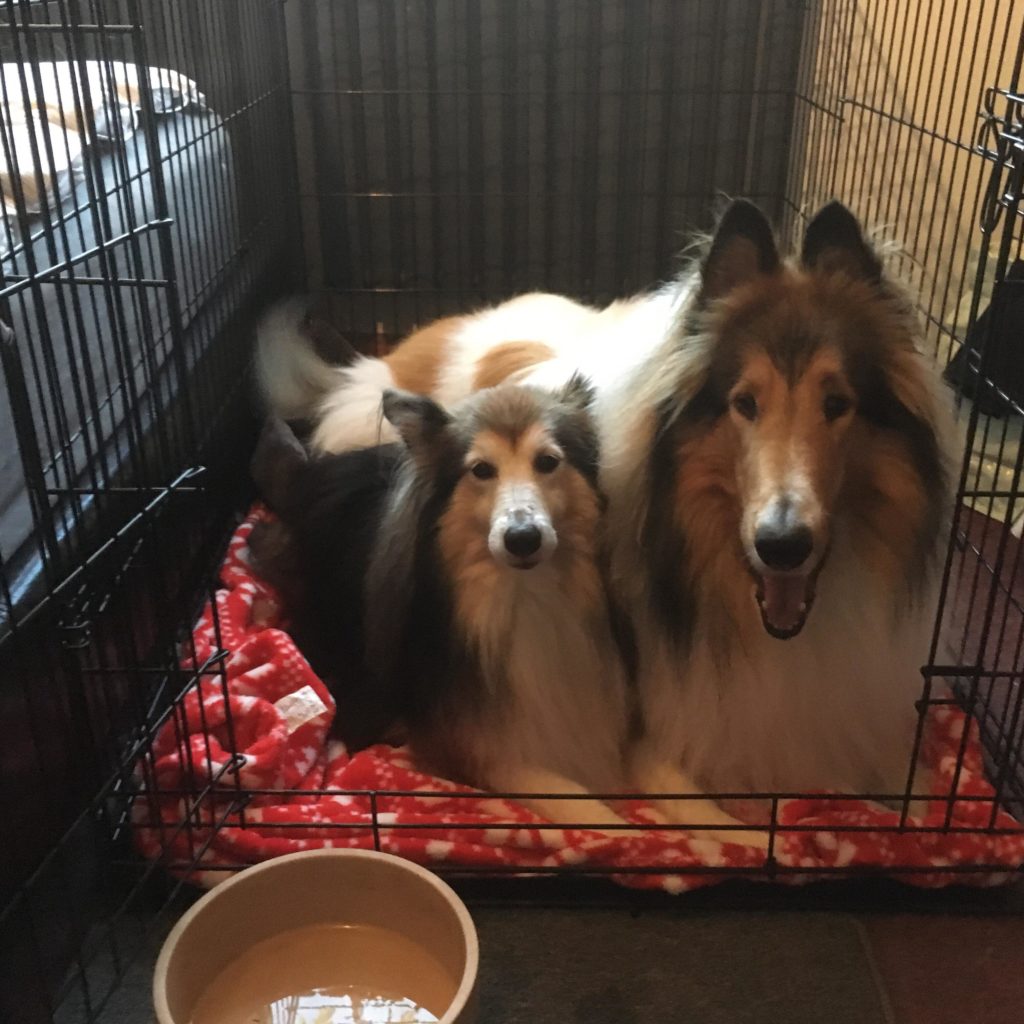 A dark sable & white Sheltie relaxes alongside a sable-headed white Rough Collie in a wire crate with the door wide open. Both dogs are lying on a red and white fleece blanket and are looking at the camera, the rough collie with his mouth open. In the foreground sits a water bowl.