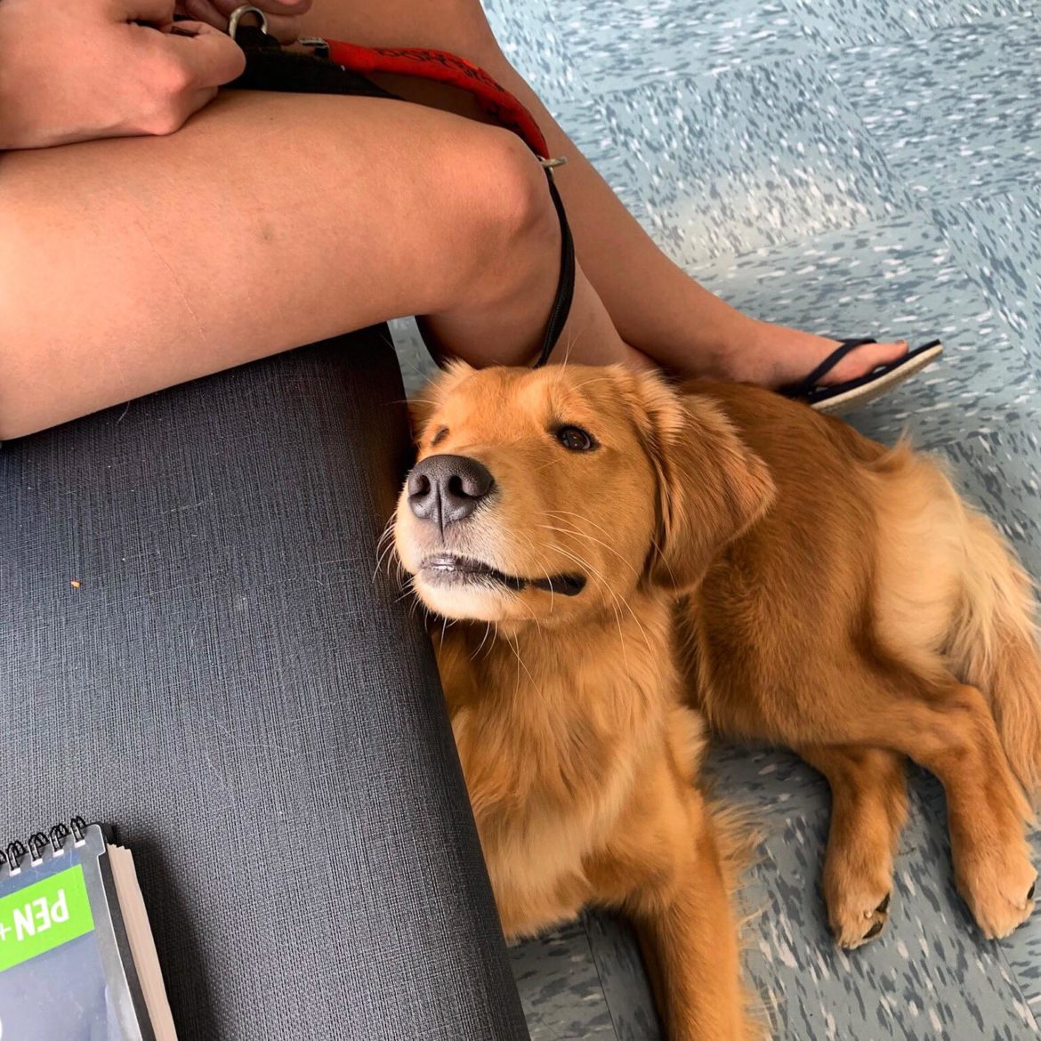 Golden Retriever Looks Intently At Owner While Waiting At Vet