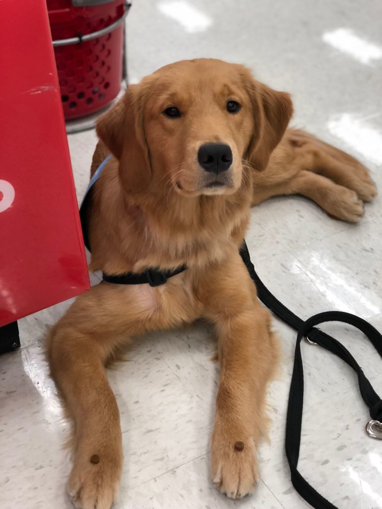 A dark golden retriever lies on one side with her head up facing the camera. She has one treat on each front paw and is practising impulse control. Red grocery store baskets sit behind her and her black leash sits off to the side of her.