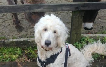 A white goldendoodle, sits by a fence with two donkeys on the other side. He wears a