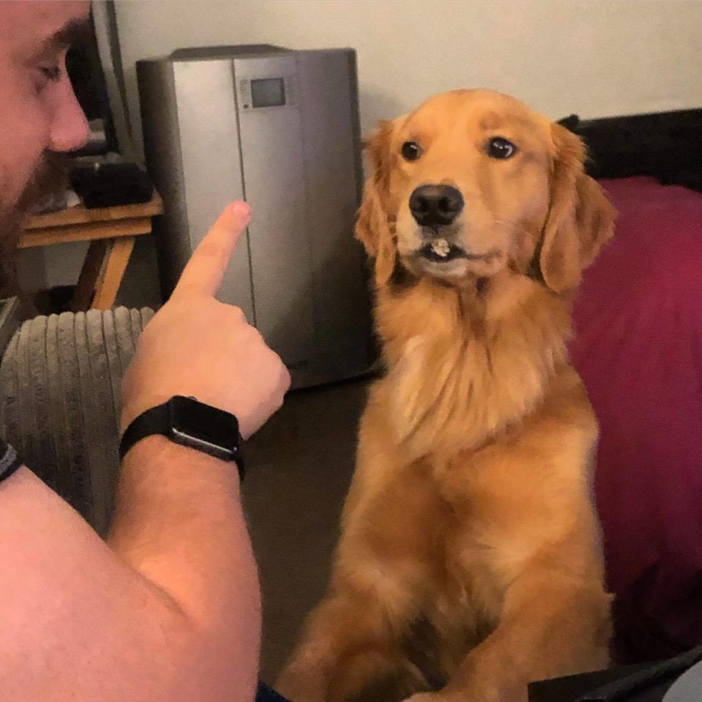 A man, mostly out of shot point to a golden retriever, who has her paws up and a treat held in her mouth during training.