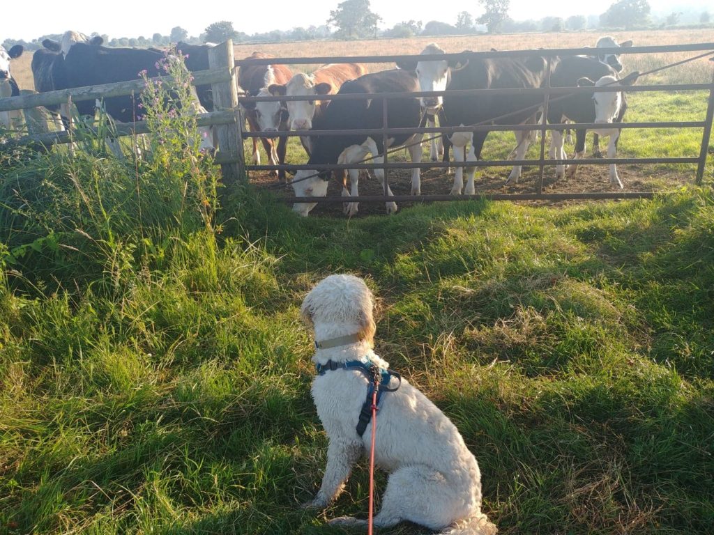 A goldendoodle sits facing away from the camera, attached to a long-line lead, looking at a field with cows in it looking back at him from behind a gate.