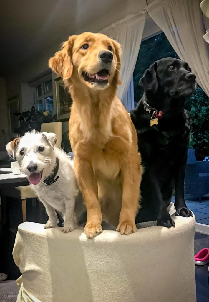 A white Jack Russel, a Golden Retriever and a Black Labrador all stand up on the back of a chair facing slightly different directions, posing.