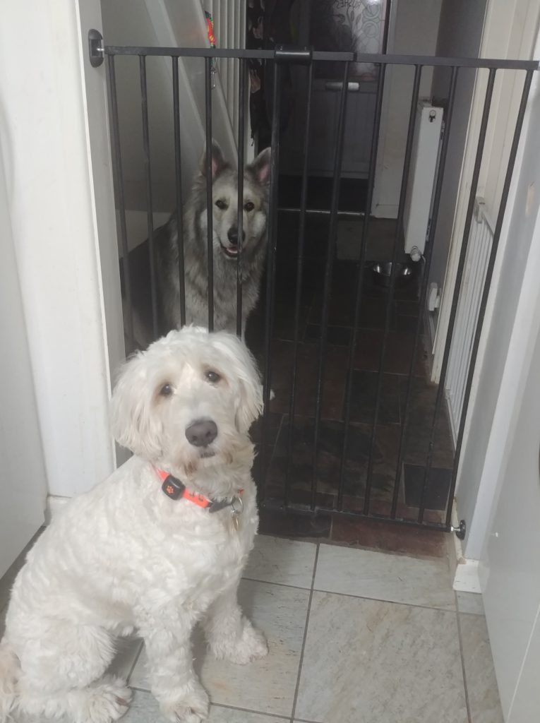 A goldendoodle with an orange collar sits facing the camera, in front of a baby gate, behind which a German Shepherd-Malamute cross, also sits facing the camera.