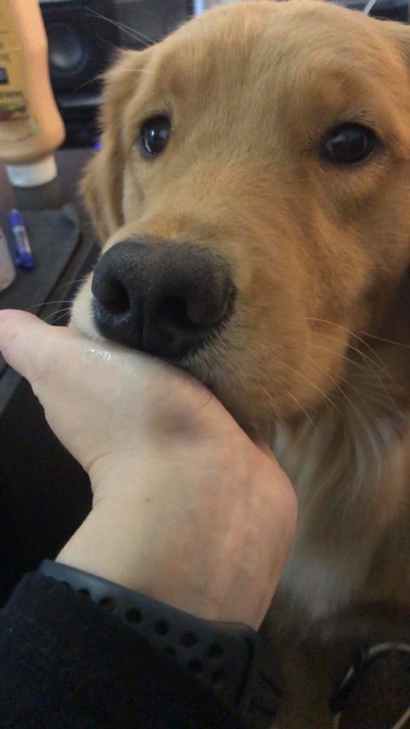 golden retriever performs "touch", with their snout on their handler's palm