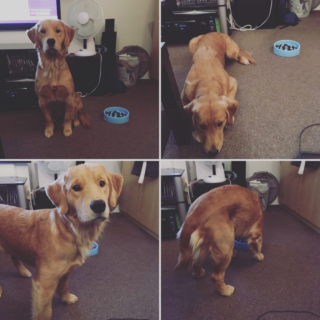4 Images of a golden retriever at varying points in her training with her meal in a blue slow-feeder bowl. They show (from left-to-right): sit, down, stand and take (i.e. eat the meal).
