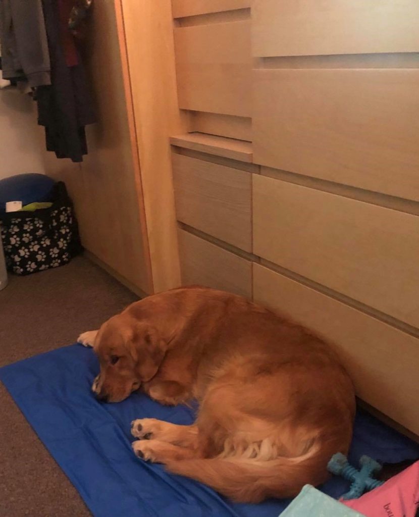 A dark golden retriever lays on a blue cooling mat, relaxing with her eyes open. She is near some drawer units and a wardrobe, and her nylabone sits next to her.