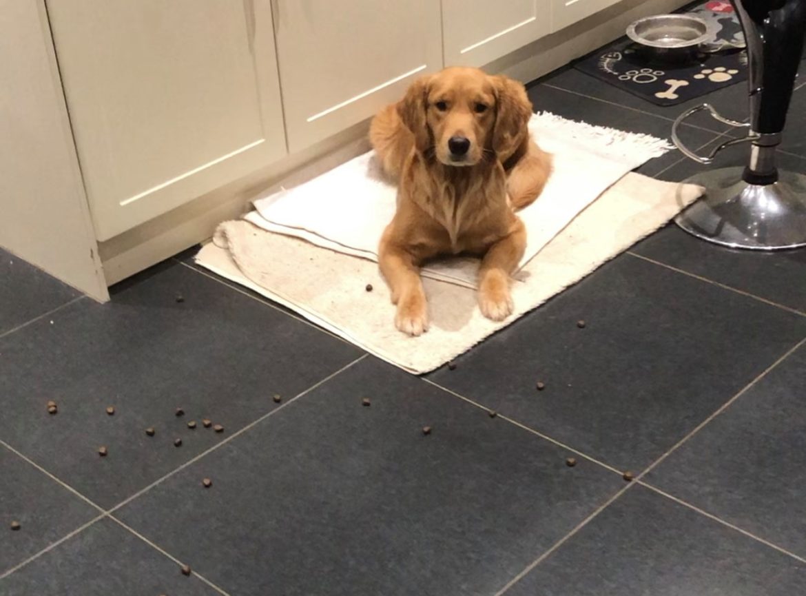 Golden retriever lies on a blanketed area of tiles, with scattered kibble lying in front of her