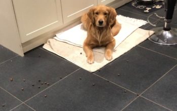Golden retriever lies on a blanketed area of tiles, with scattered kibble lying in front of her