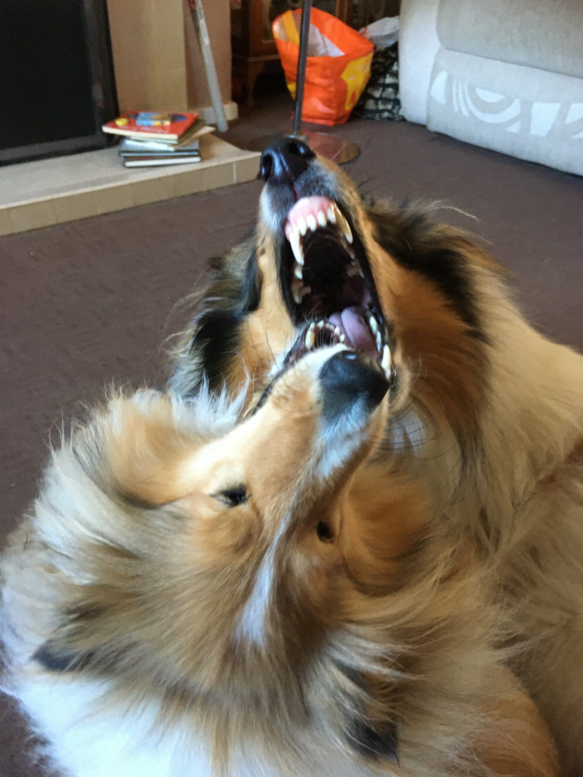 Po, a rough collie dog, has his mouth wide open showing his impressive set of teeth. Sandy, another rough collie, also has her mouth open showing her teeth. They are waving their teeth together in what is viewed as typical collie play.
